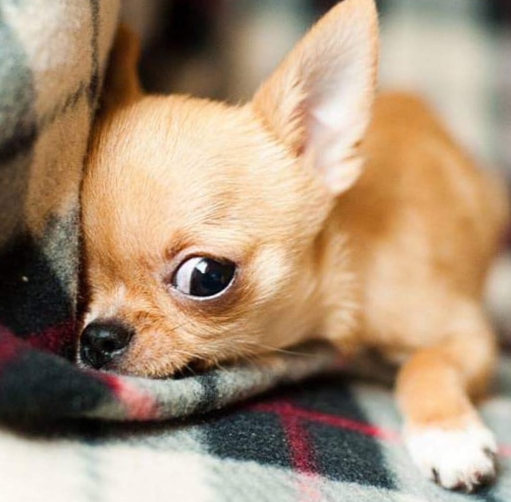 dog image